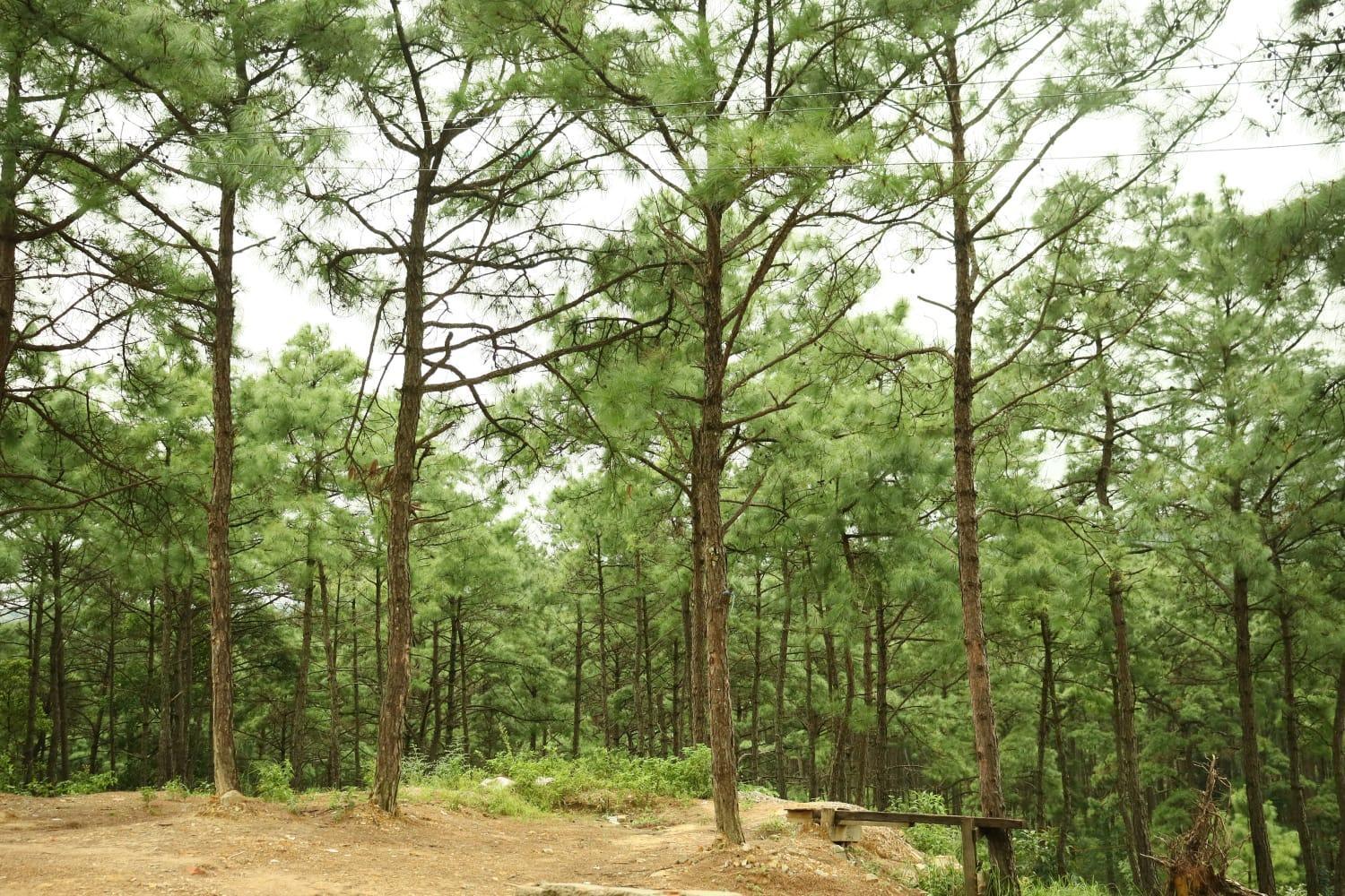 Pine Tree Lodge Шилонг Екстериор снимка